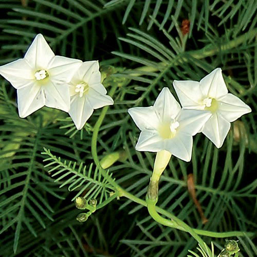 Flower, White Cypress Vine