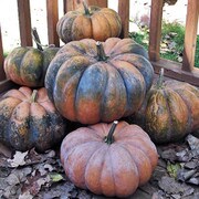 Squash, Musquee de Provence