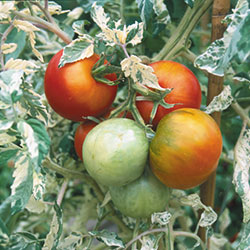 Tomato, Variegated