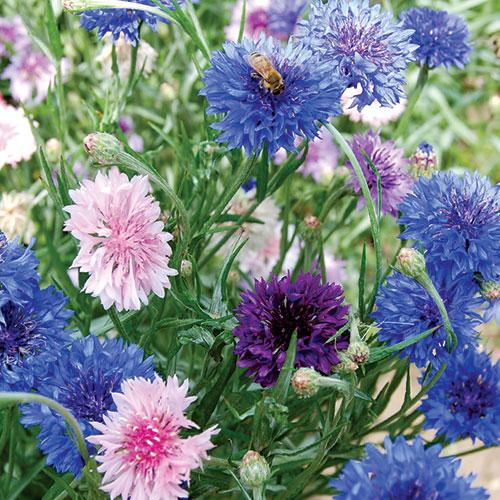 Blue Boy Bachelor's Buttons Flower - Seed Savers Exchange