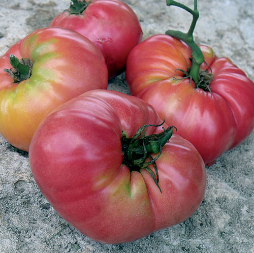 Tomato, Kolb