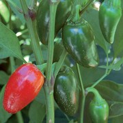 Pepper, Jalapeno Traveler Strain