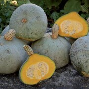 Squash, Silver Bell