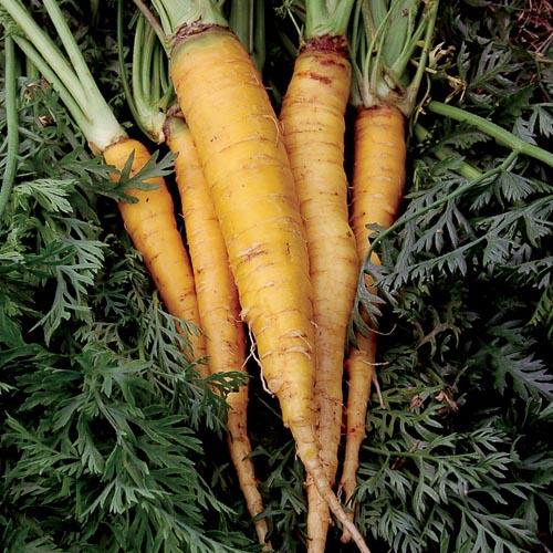 Carrot, Jaune du Doubs