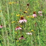 Dry Wildflower Mix