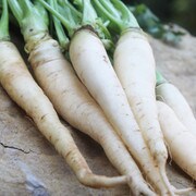 Lunar White Carrot