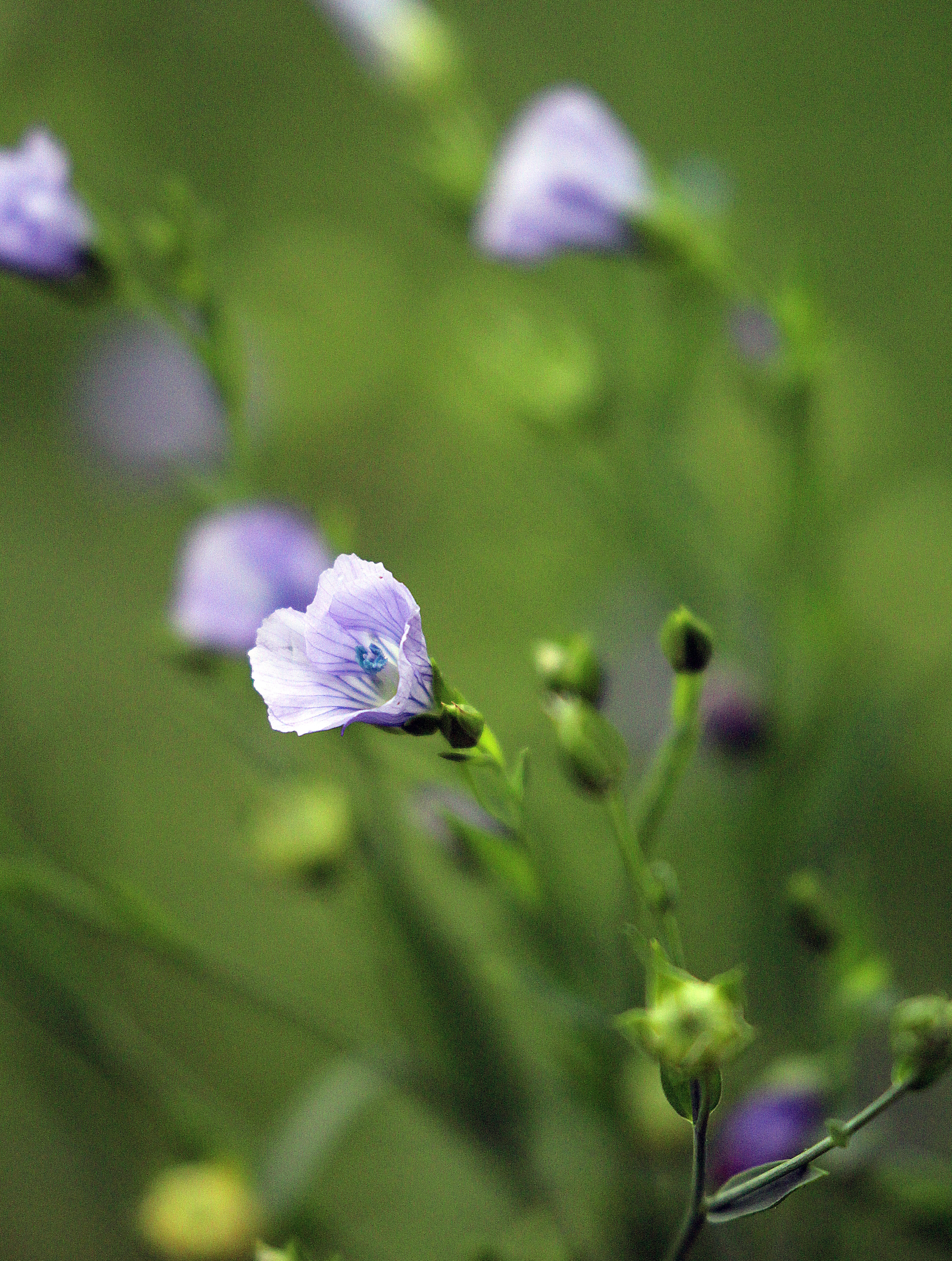 Linore Flax Flower